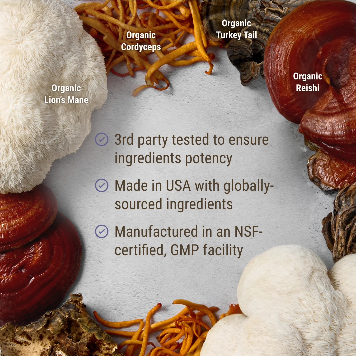 Lion's Mane + Mushroom Blend - Image 5